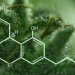 THC