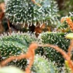 Terpenes