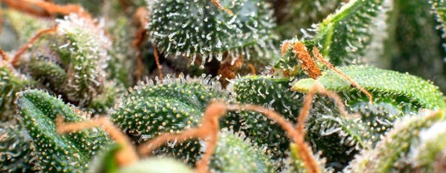 Cannabinoids and Terpenes in Cannabis