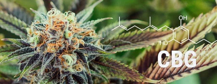 What is CBG?