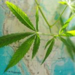 Which-Countries-Have-Legalized-Recreational-Use-of-Marijuana
