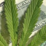 cannabis-investment