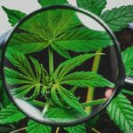 cannabis-risk