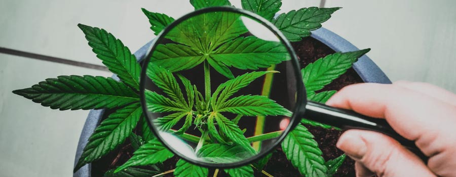 Risks of Medical Marijuana