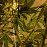 cbd mlm companies 2020 review