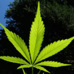 cbd-pain-relief-products-guide
