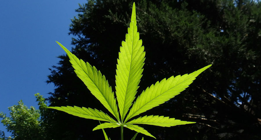 cbd-pain-relief-products-guide