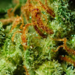 cbd-thc-full-broad-spectrum-comparison-review