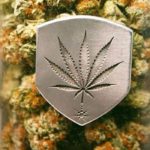 chart-weed