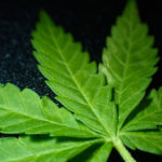 healthmj-cannabis-cbd-research