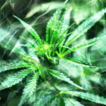 hemp-cbd-2020-bubble-prices-market-growth