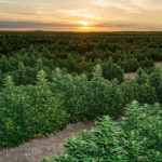 hemp-cbd-cannabis-review-process