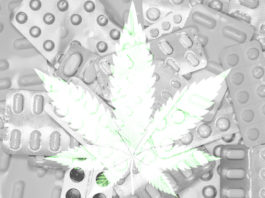 opioids-cannabis-chronic-pain-research