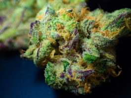 thc-thcp-cbd-cbdp-cannabis-cannabinoids