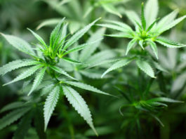 cbm-cannabimovone-cannabinoid