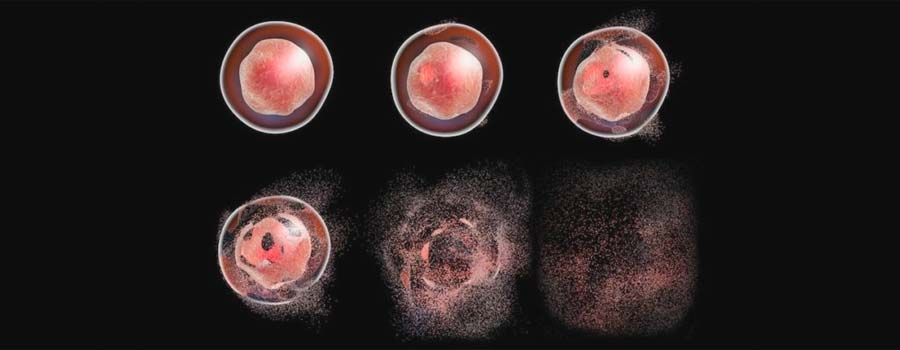 Cannabis Could Lead to Cell Death (Apoptosis)