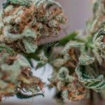 CBD-Could-Help-Your-Immune-System
