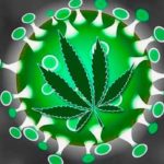CBD-and-Viral-Infections