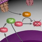 Cannabis-Could-Target-the-NF-KB