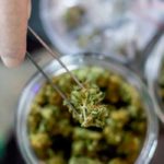 Cannabis-and-the-COVID