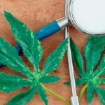 How-Cannabis-Affects-Immunity