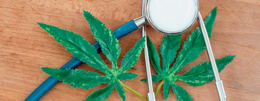 How Cannabis Affects Immunity