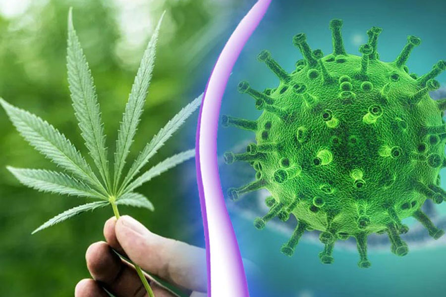 Researchers-Discover-Possible-Defense-Against-COVID-19-CBD-Cannabis-Extract
