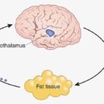Leptin